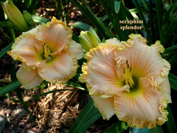 splendor pair